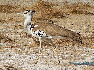 <span class="mw-page-title-main">Kori bustard</span> Species of bustard native to Africa