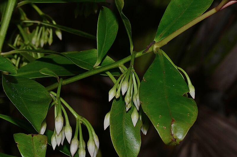 File:Ardisia elliptica 1cIR.jpg