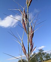 Aristida acuta, sous-famille des Aristidoideae.