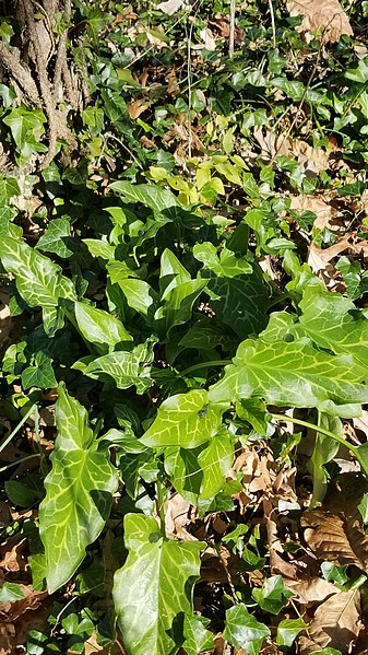 File:Arum italicum 105787132.jpg