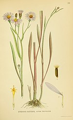Aster tripolium ssp tripolium.jpg