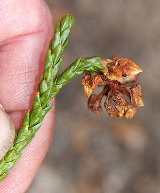 <span class="mw-page-title-main">Cataphyll</span> In plants, a reduced, small leaf