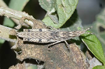 Unidentified Caelifera