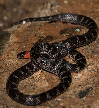 <i>Atractus clarki</i> Species of snake