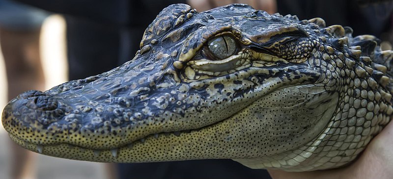 File:Australia Zoo Koala never smile at an Alligator-1 (9096729355).jpg