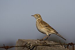 Австралійський щеврик (підвид A. a. australis)