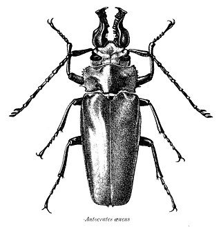 <i>Autocrates</i> (beetle) Genus of beetles