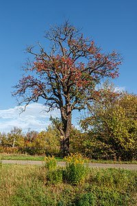 Autumnal tree Malsch Germany