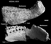 Baalsaurus