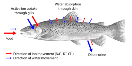 Diffusion of water and ions in and out of a freshwater fish