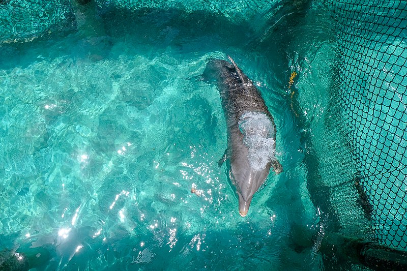 File:Bahamas Cruise - dolphins - June 2018 (2515).jpg