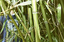 Пагони бамбука