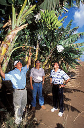 Photo of several people pointing and looking up at bananas still on banana tree