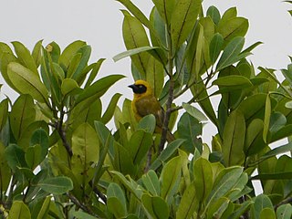 <span class="mw-page-title-main">Bannerman's weaver</span> Species of bird