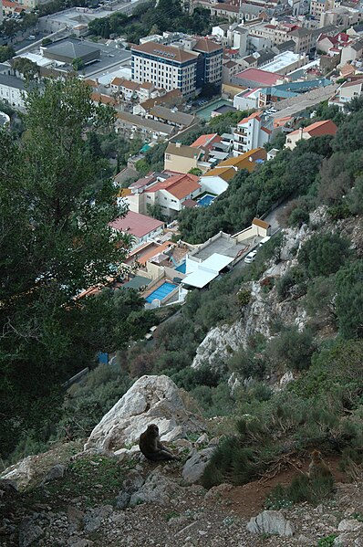 File:Barbary macaques at Prince Ferdinand's Battery, Gibraltar 22.JPG