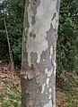 * Nomination Bark of Platanus × hispanica in Puylausic, Gers, France. --Tournasol7 04:08, 17 July 2023 (UTC) * Promotion  Support Good quality. --Jakubhal 04:16, 17 July 2023 (UTC)