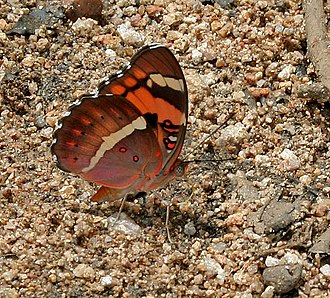 In Narsapur, Medak district, India Baronet (Euthalia nais) in Narshapur, AP W IMG 1050.jpg