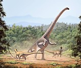 Restoration of the Late Jurassic sauropod dinosaur Barosaurus rearing to defend itself against a pair of the theropod Allosaurus Barosaurus lentus1.jpg