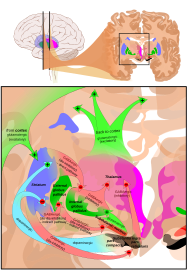 File:Basal ganglia circuits.svg