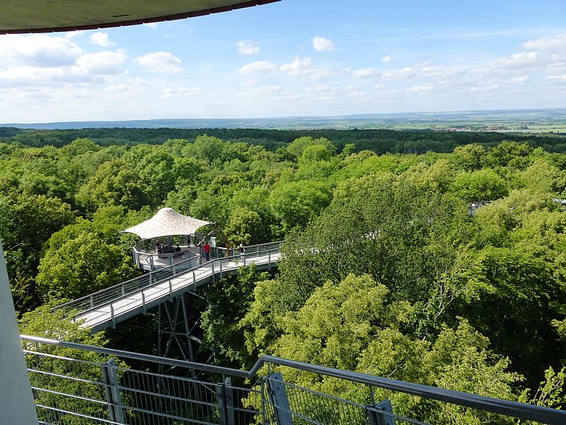 File:Baumkronenpfad - Hainich - TreeTopWalk above.JPG