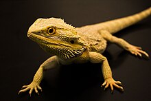 The central bearded dragon (Pogona vitticeps), is capable of bipedalism. Bearded Dragon Lizard.jpg