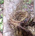 Possibly a hummingbird nest