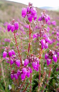 <i>Erica cinerea</i> Species of flowering plant in the heather family Ericaceae