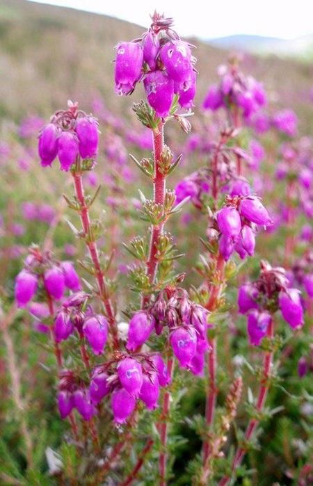 Bell Heather - geograph.org.uk - 493968.jpg