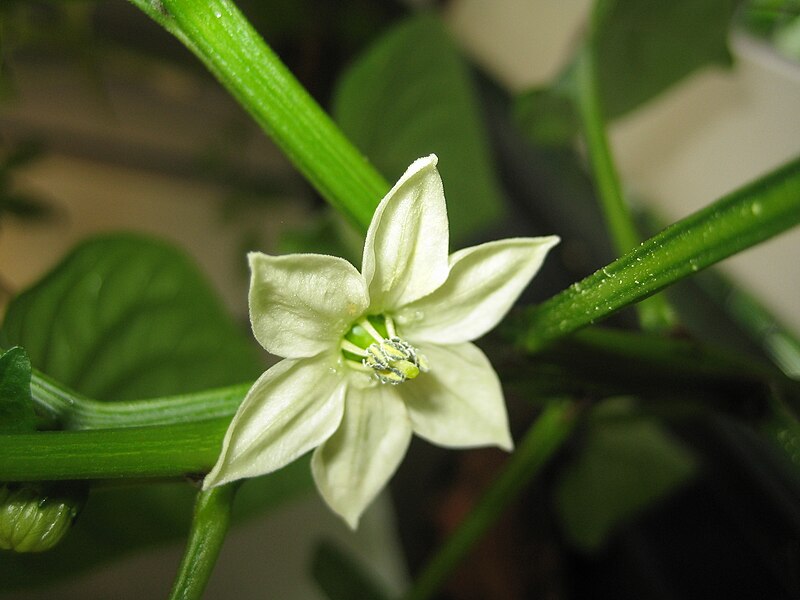 File:Bell Pepper (Quadrato d'Asti Giallo) Flower.jpg