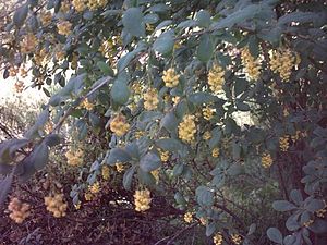 Canadian barberry (Berberis canadensis)