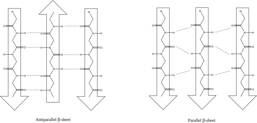 beta sheet antiparallel vs parallel