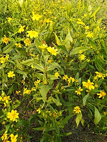 Bhringraaja in Jamthi Kh. on Deccan Plateau Bhringraaja.jpg