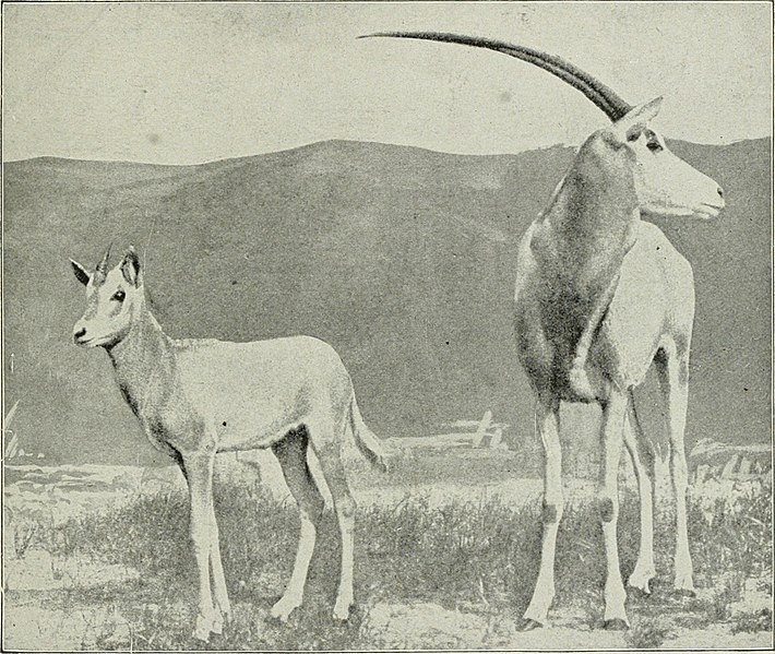 File:Big game hunting in Africa and other lands; the appearance, habits, traits of character and every detail of wild animal life (1910) (20182144420).jpg