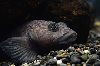<i>Procottus major</i> Species of fish