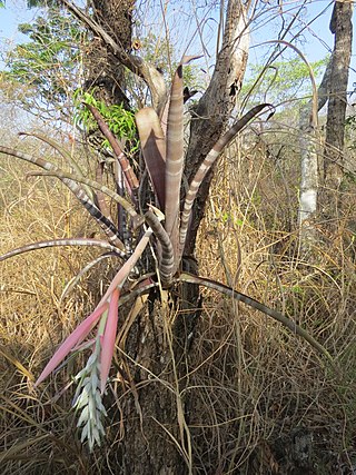 <i>Billbergia pallidiflora</i> Species of flowering plant