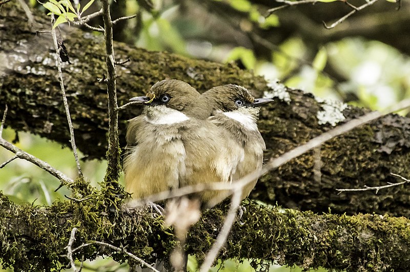 File:Birds at Deoria Tal, Himalayan.jpg