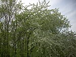 1 pear tree under the Essenheimer Rech