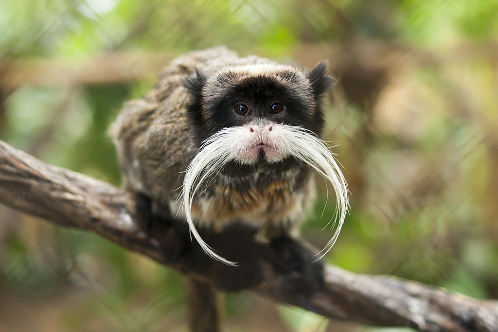 Black-chinned emperor tamarin (S. i. imperator).jpg