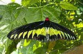 アカエリトリバネアゲハ Troides brookiana。いわゆるトリバネアゲハの一種で前翅長は8cmに達する。マレーシアに分布する