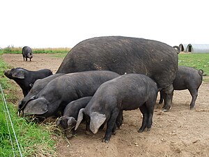 Black pigs at Wherstead, Suffolk.jpg