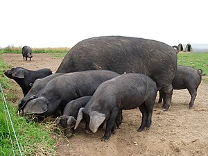 Several dark-coloured swine