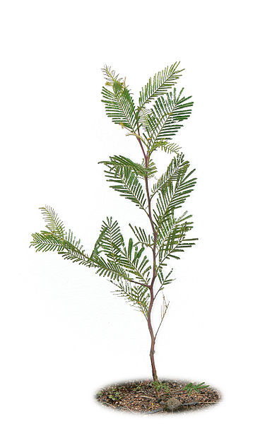 File:Black wattle sapling4.jpg