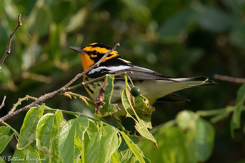 File:Blackburnian Warbler (male) Sabine Woods TX 2018-04-28 06-56-14-2 (41479667454).jpg