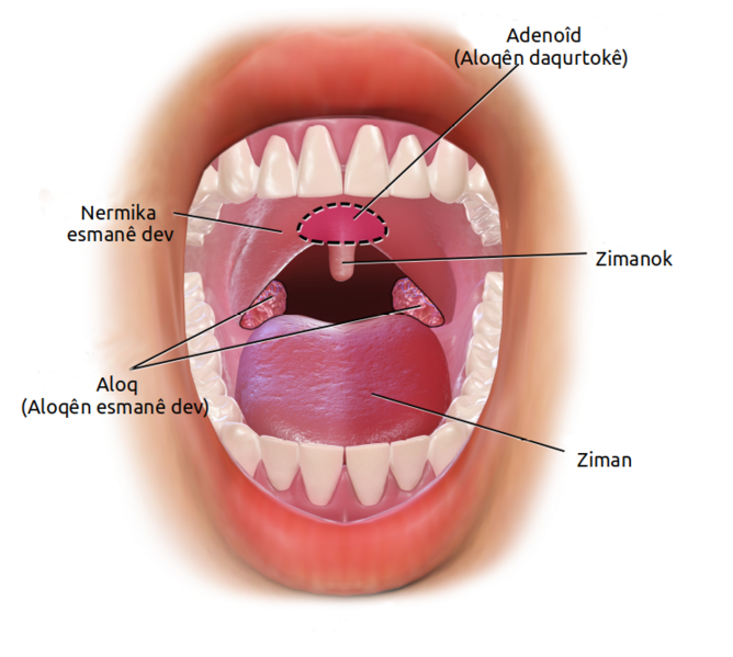 File:Blausen 0859 Tonsils&Adenoids ku.png