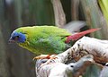 Blue-faced Parrotfinch (Bird enclosure) Wildlife Habitat Port Douglas, Queensland (31779741700).jpg
