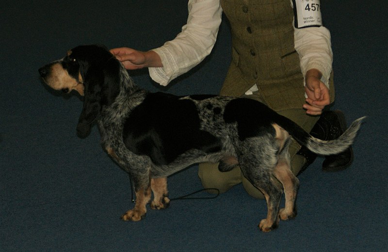 File:Blue Gascony Basset Basset Bleu de Gascogne 02.jpg