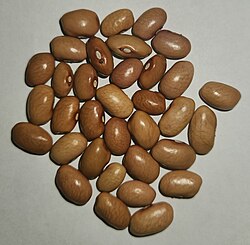 Bolita Beans.jpg