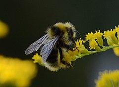 Description de l'image Bombus semenoviellus02.jpg.