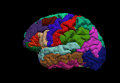 animation of left hemisphere