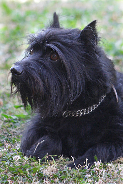 File:Bram Zwergschnauzer.JPG